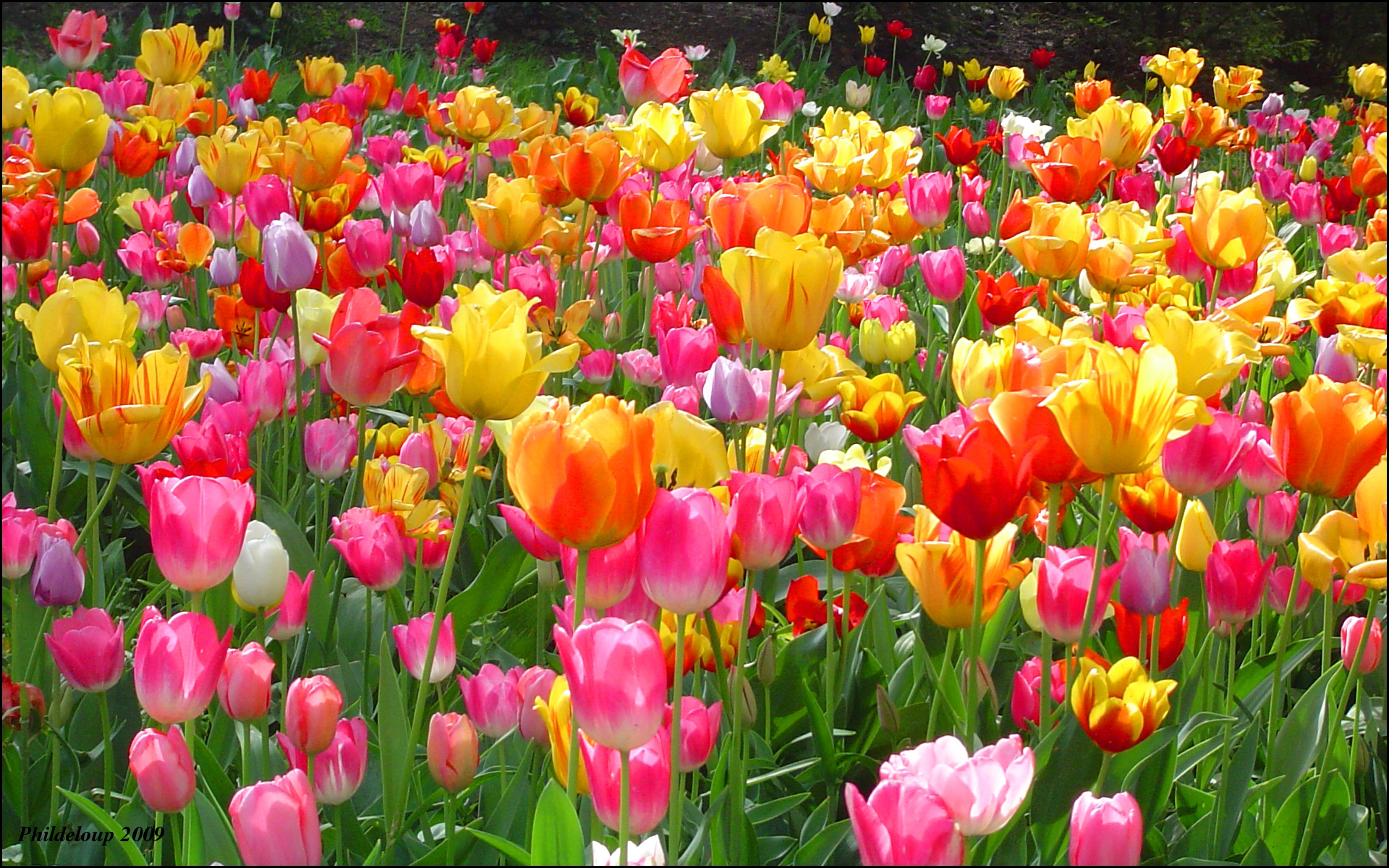 Tulips Tulips.jpg